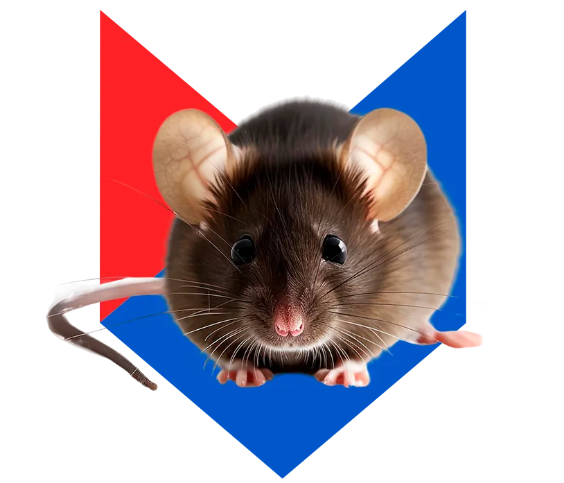 Мышь