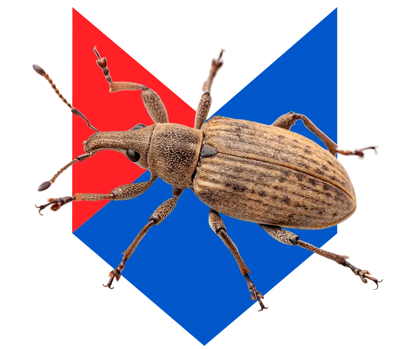 Жук